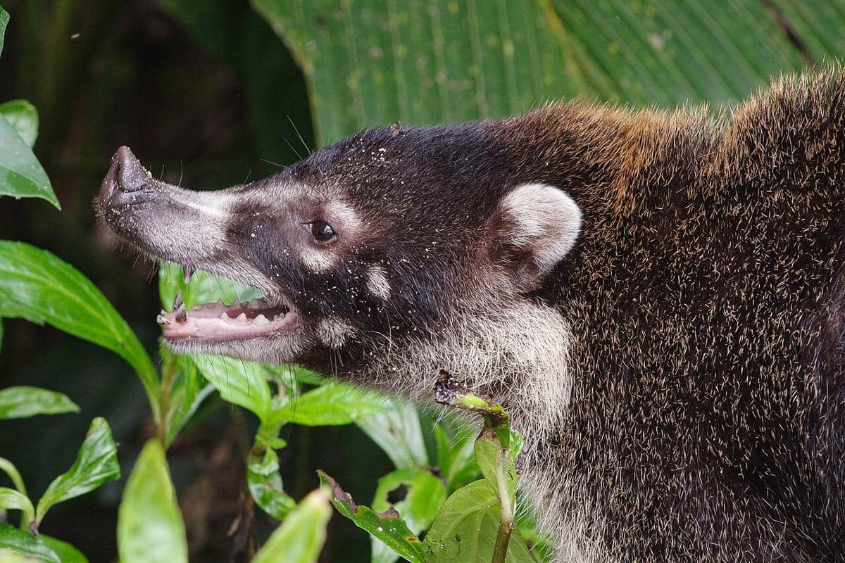 coati hidung putih