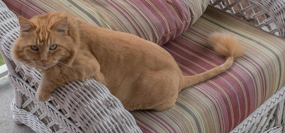 manfaat lion cut bagi bulu kucing