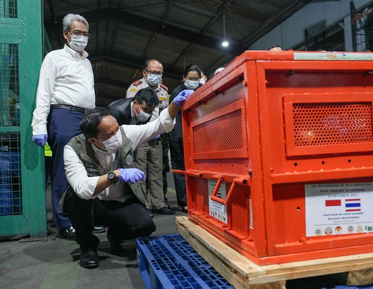 Kemenhut Pulangkan 4 Orangutan Sumatra dan Tapanuli dari Thailand