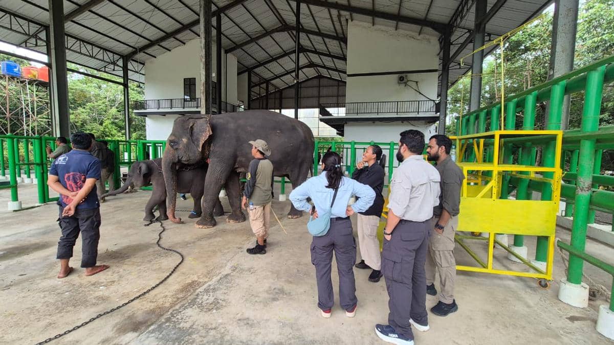 Rumah Sakit Gajah di Taman Nasional Way Kambas