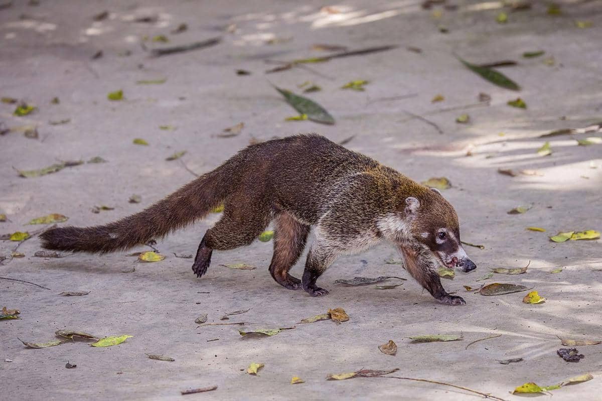 coati hidung putih