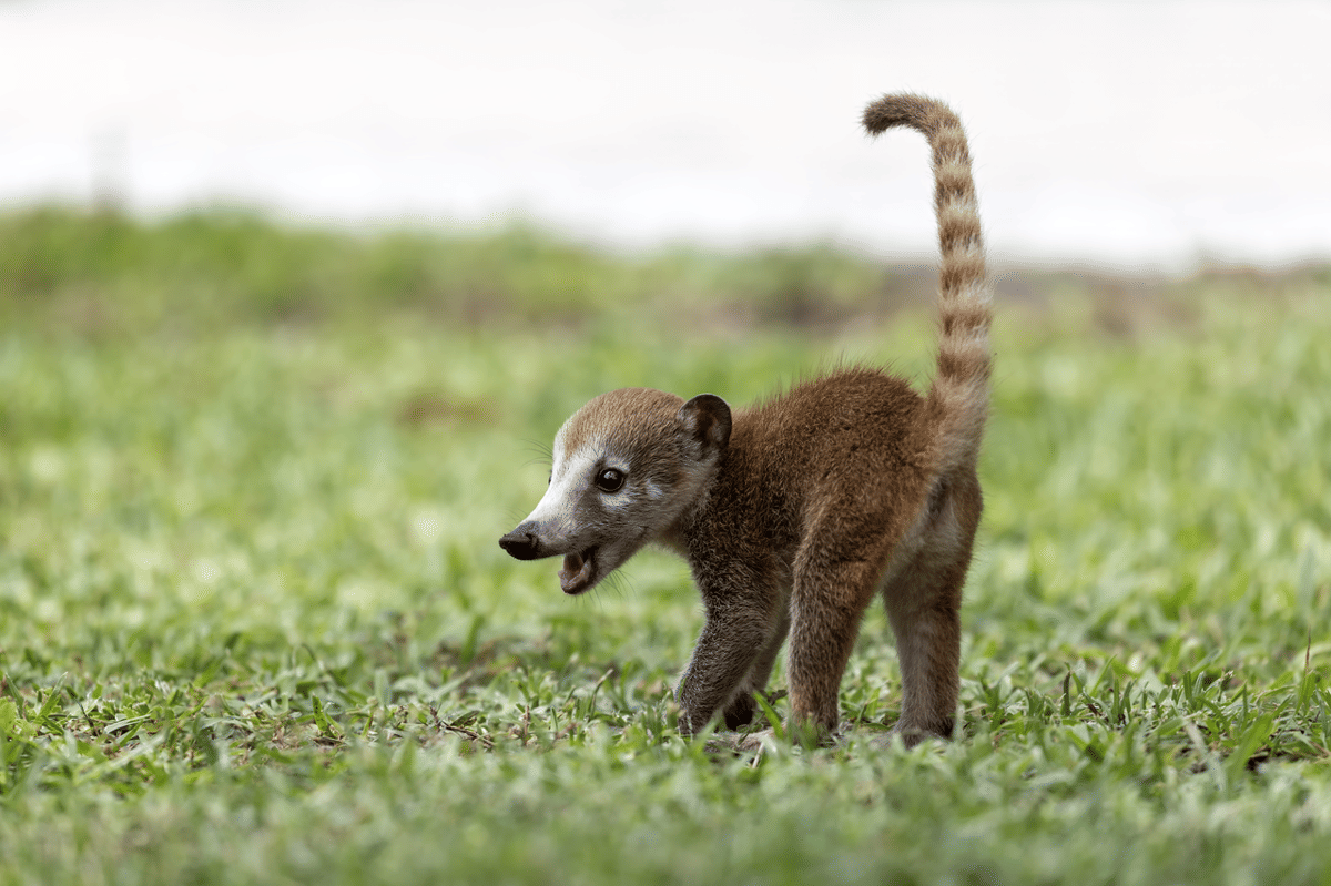 coati hidung putih