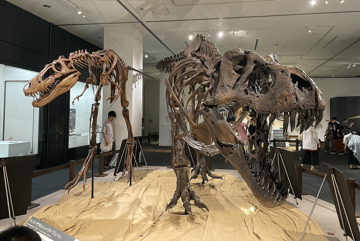 rekonstruksi kerangka Tyrannosaurus