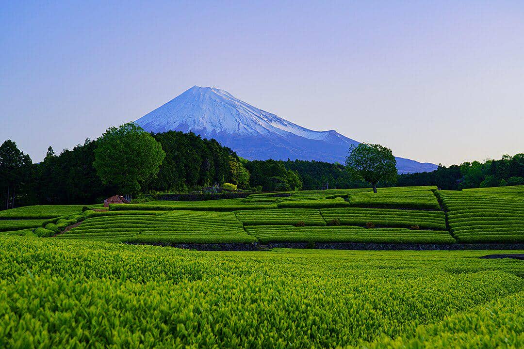 ilustrasi perkebunan teh Obuchi Sasaba 
