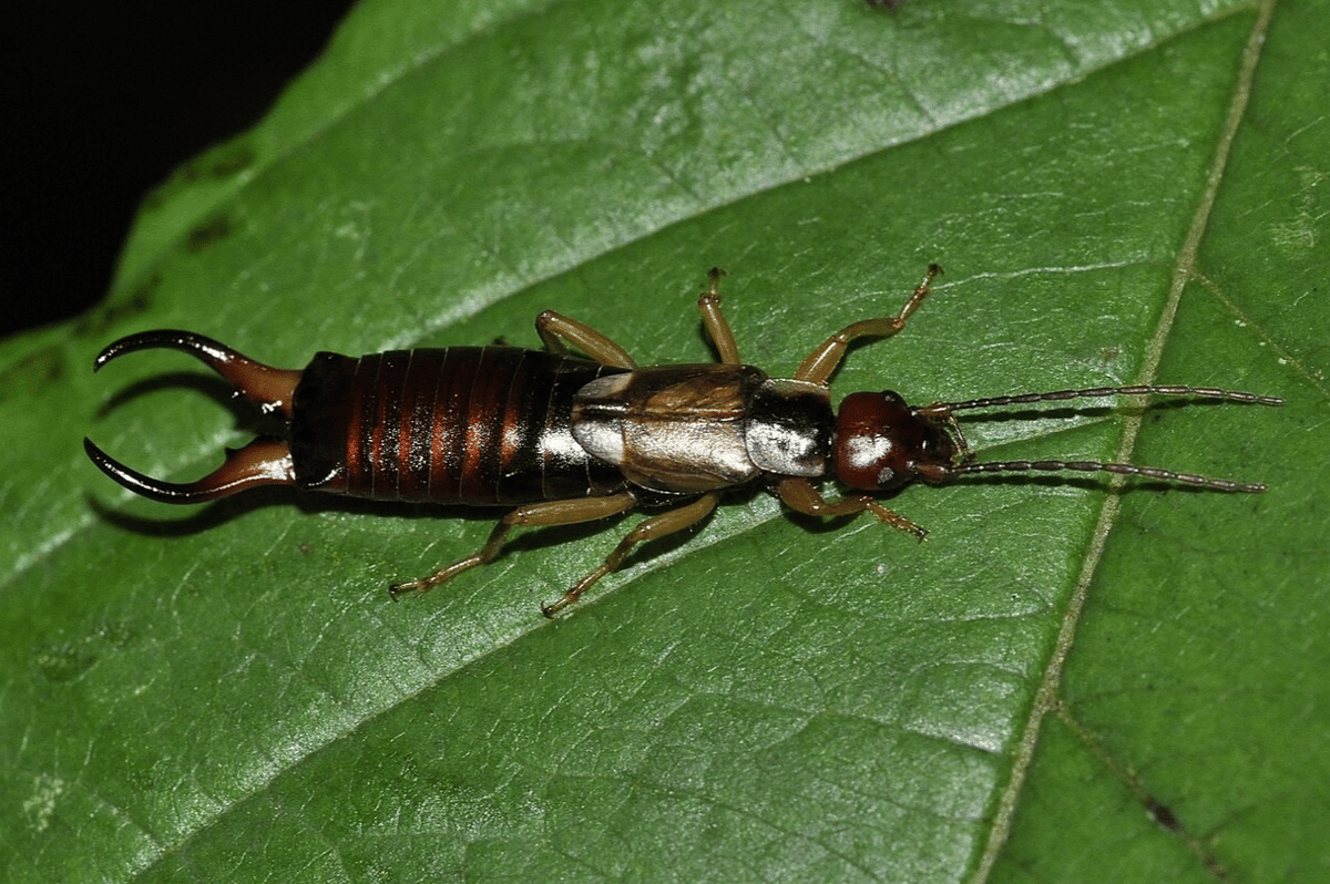 earwig eropa