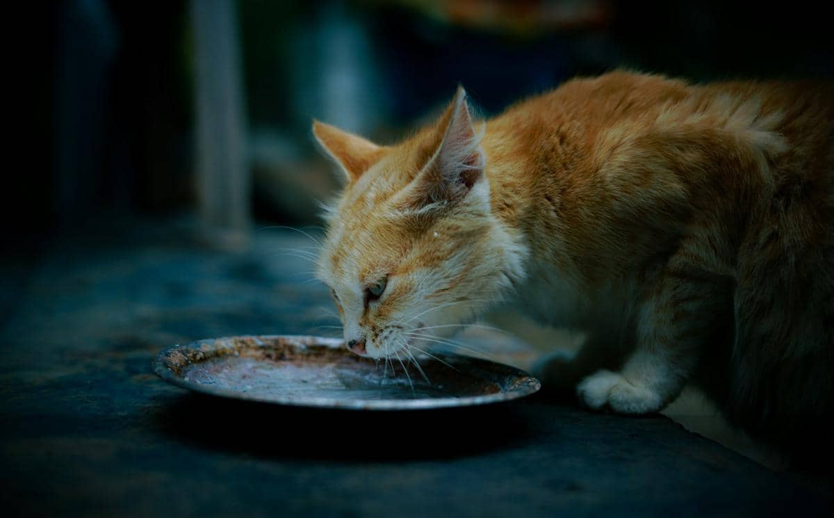 ilustrasi cat feeding