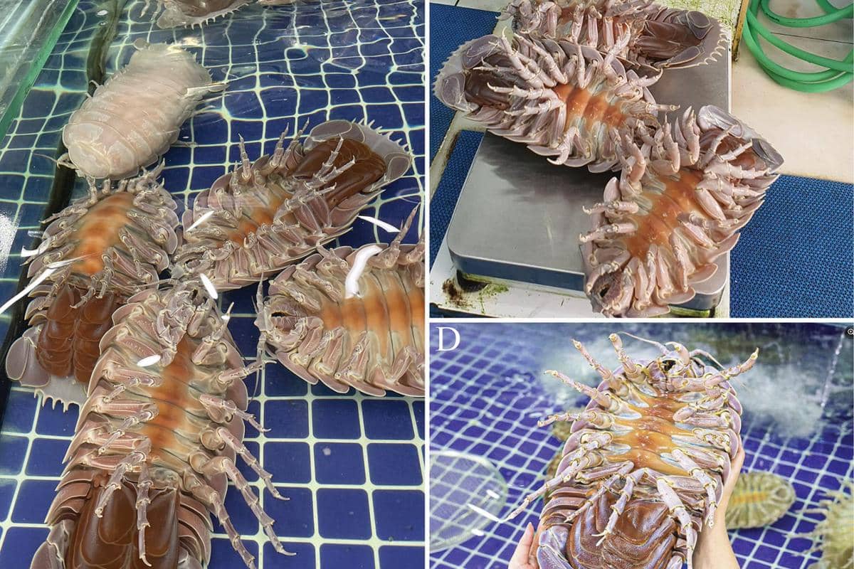 ilustrasi Bathynomus vaderi di pasar seafood di Vietnam