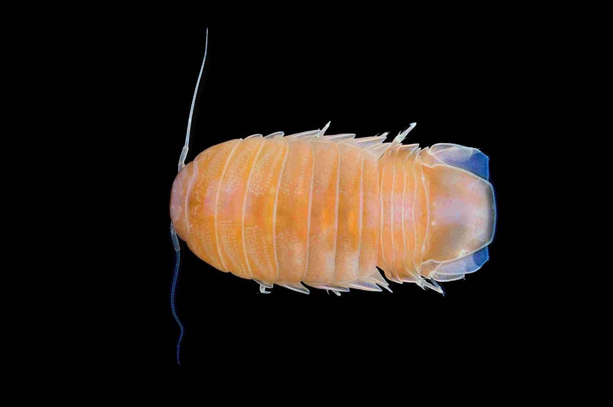 ilustrasi Bathynomus vaderi