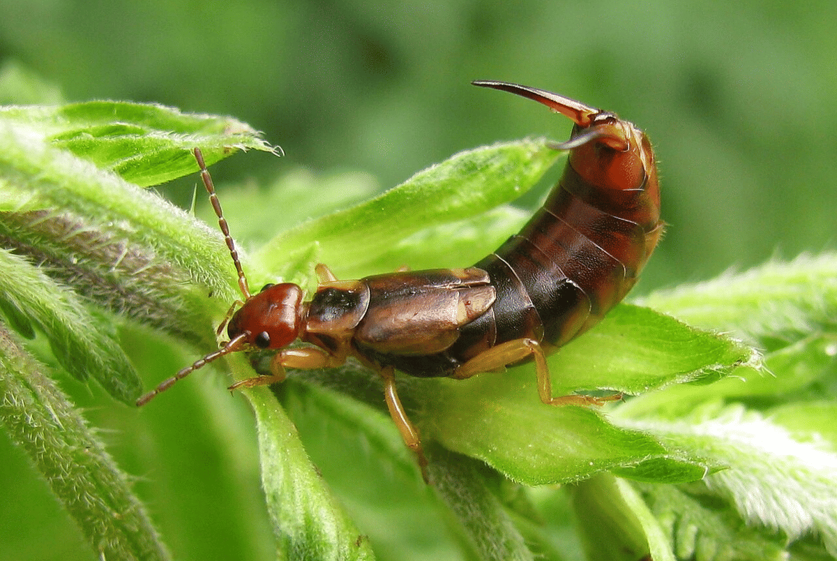 earwig eropa