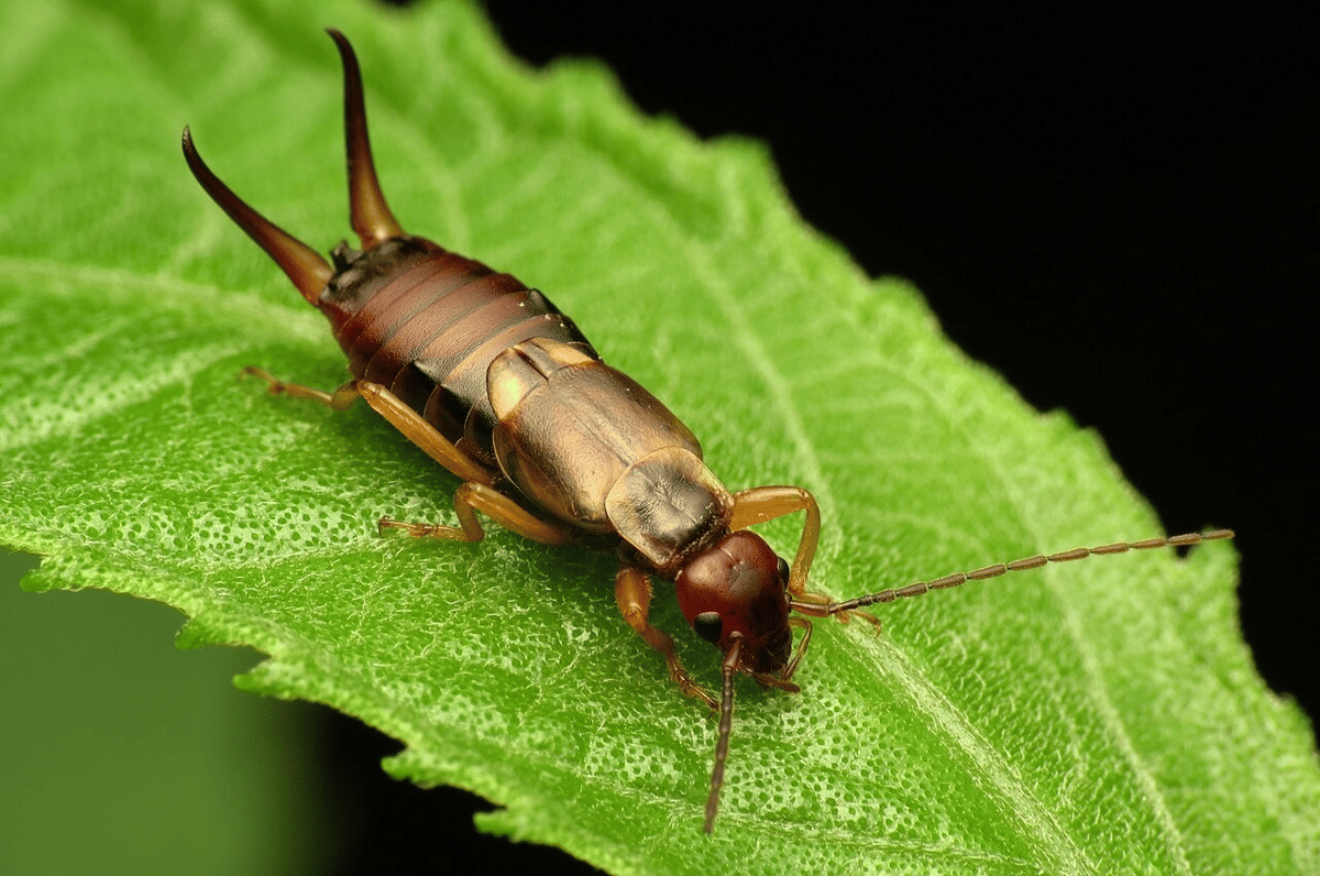 earwig eropa