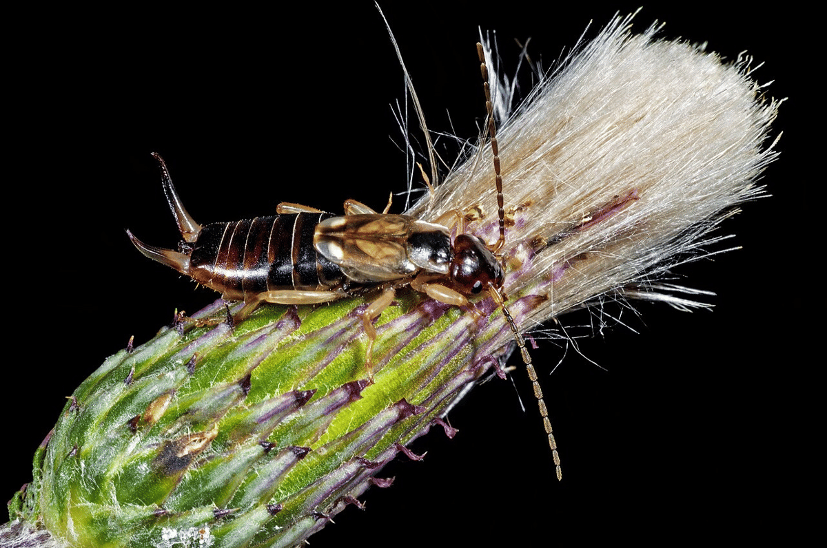 earwig eropa