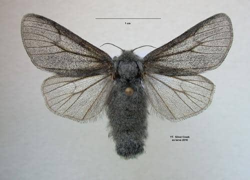 Arctic woolly bear caterpillar