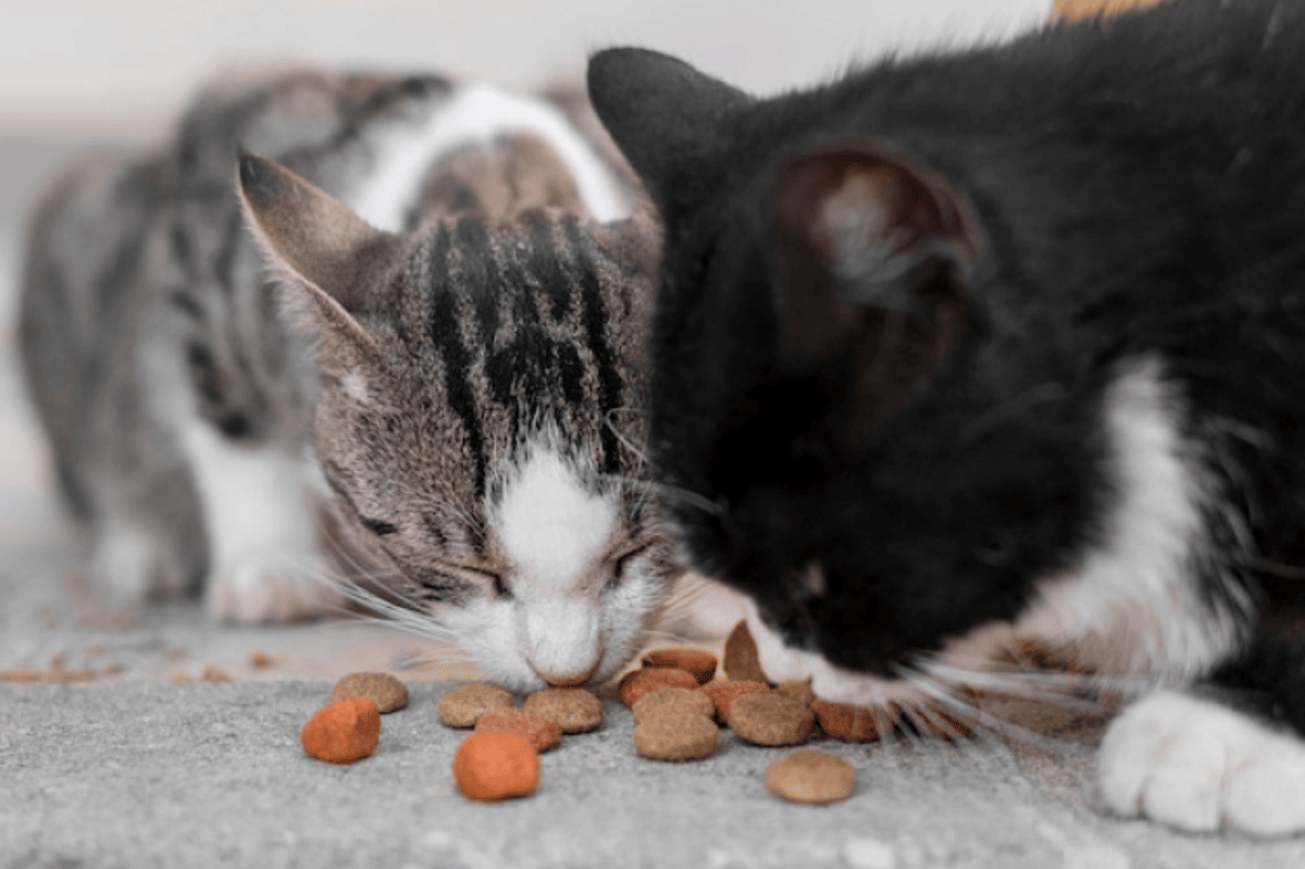 5 Alasan Cat Feeding Layak Dijadikan Alternatif Sedekah