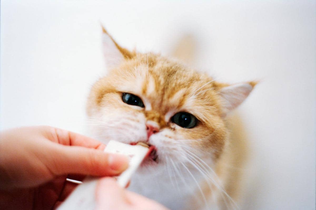 ilustrasi cat feeding