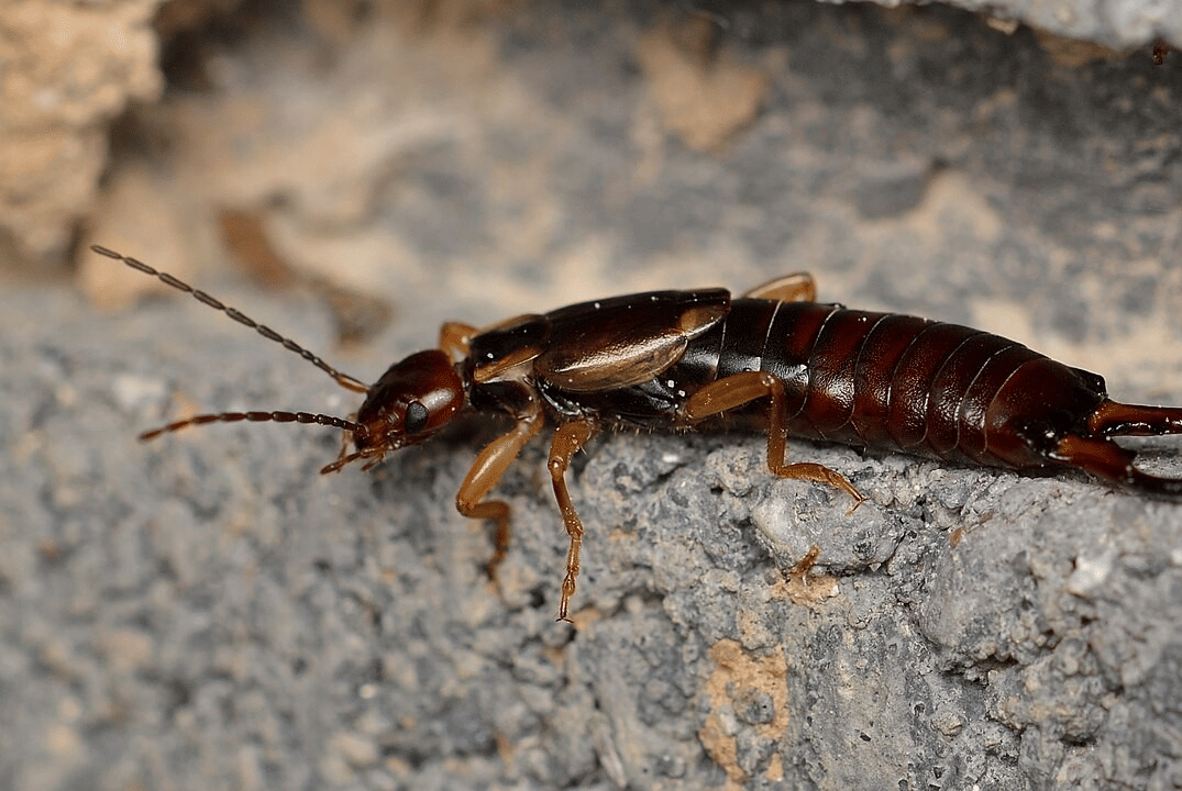earwig eropa