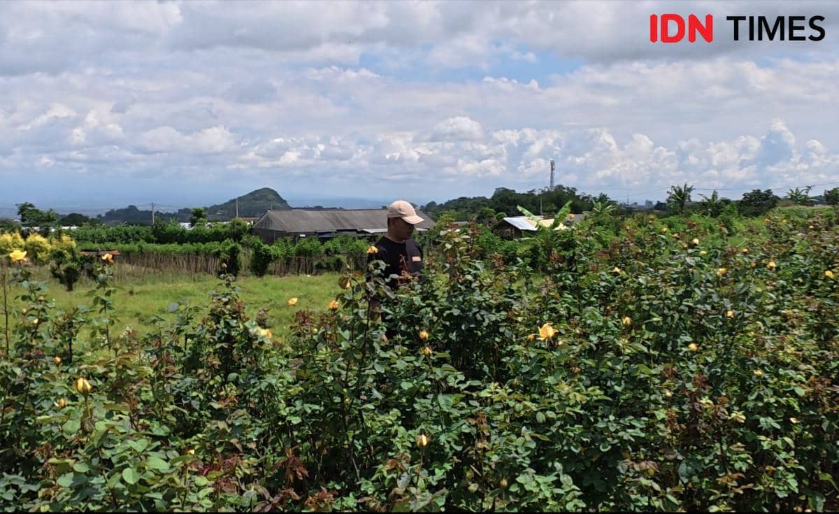Cuaca Ekstrem dan Pupuk Mahal Menghantam Petani Bunga di Kota Batu