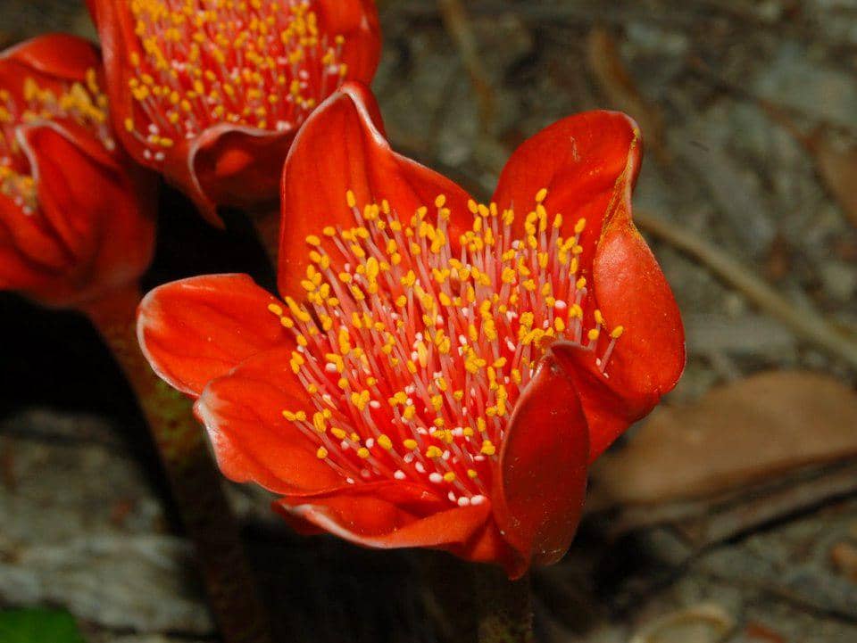 Haemanthus coccineus