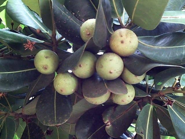 potret tanaman sawo (genus Mimusops) yang berkerabat dekat dengan Mimusops sahakensis