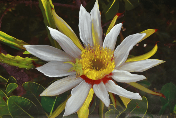 potret bunga dari tanaman Selenicereus haberi