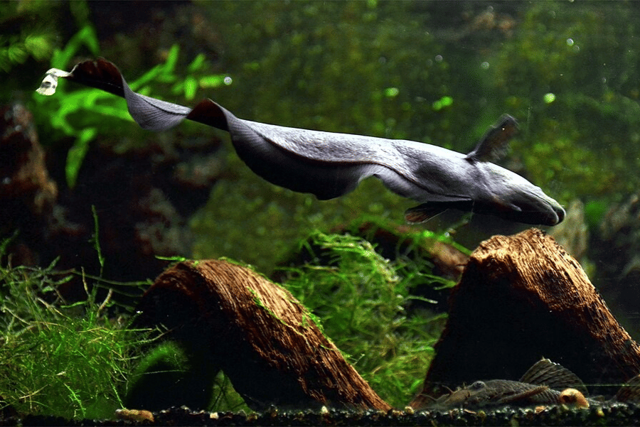 ikan pisau hantu hitam