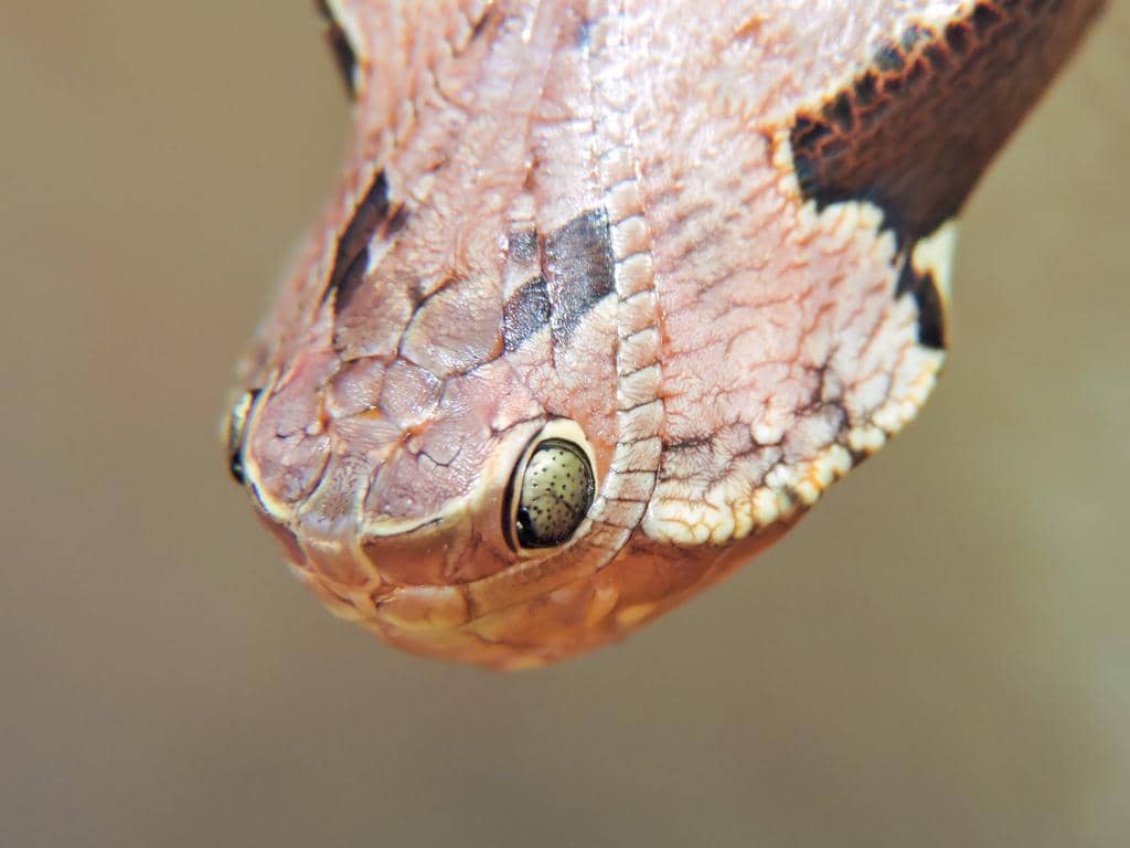 foto Dynastor darius ssp. stygianus