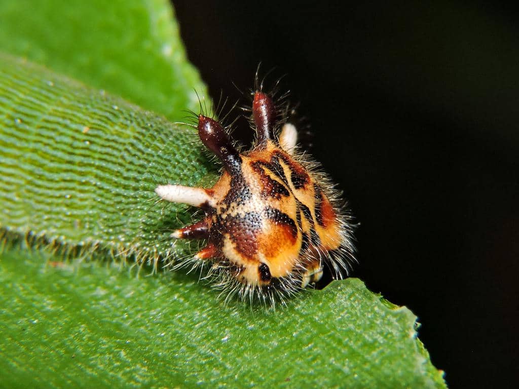 foto Dynastor darius ssp. stygianus