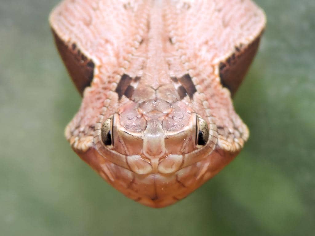 foto Dynastor darius ssp. stygianus