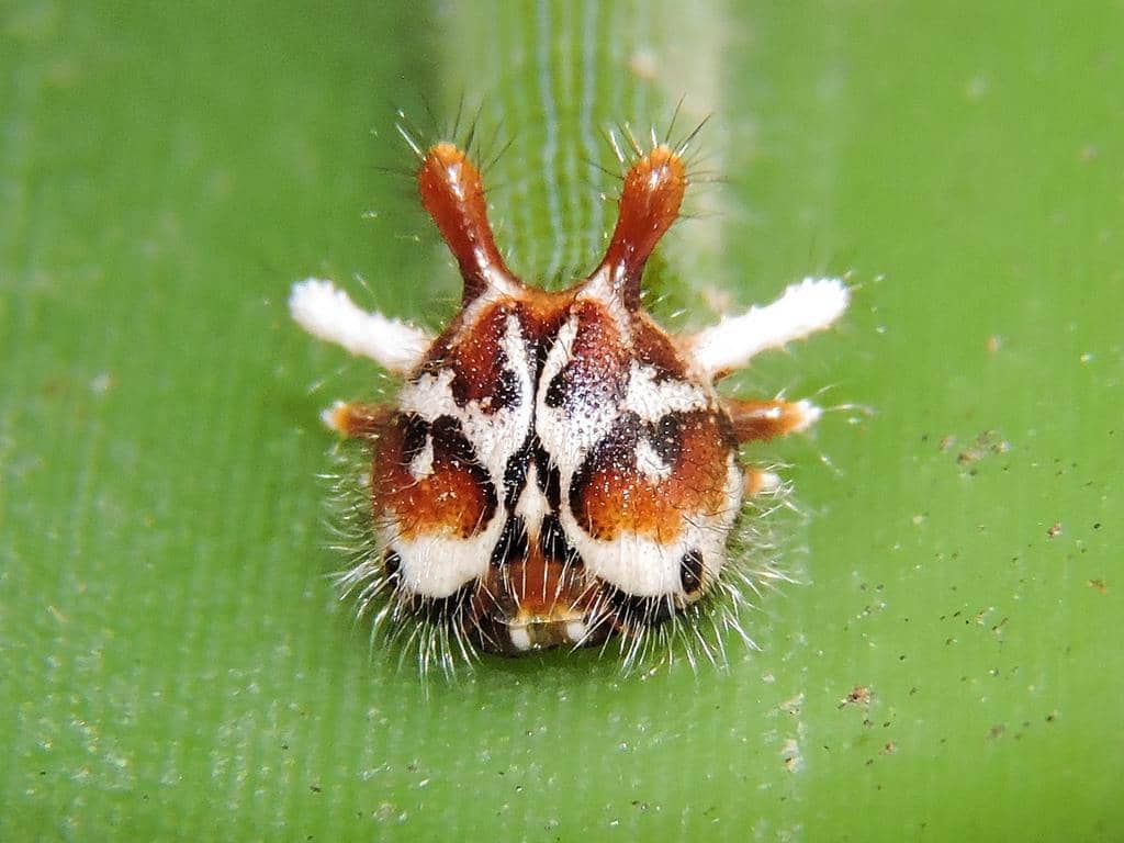 foto Dynastor darius ssp. stygianus