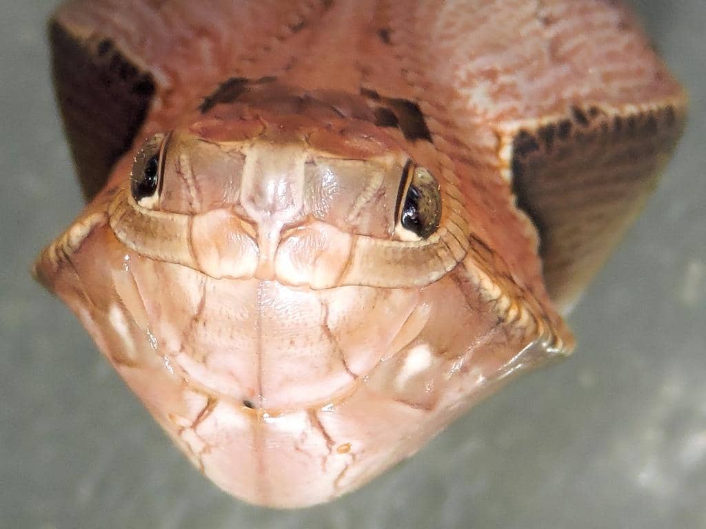 foto Dynastor darius ssp. stygianus 