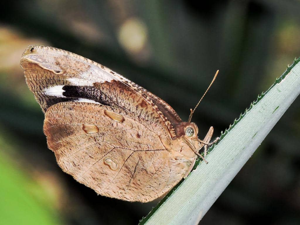 foto Dynastor darius ssp. stygianus