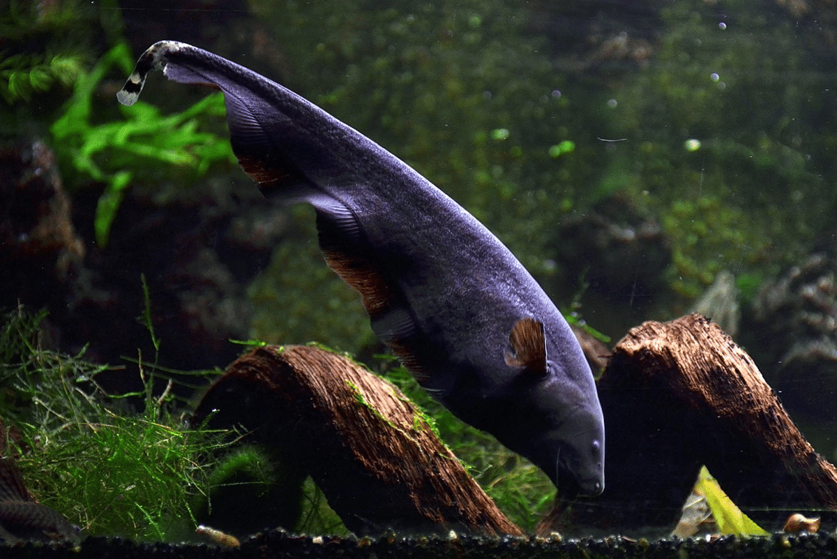 ikan pisau hantu hitam