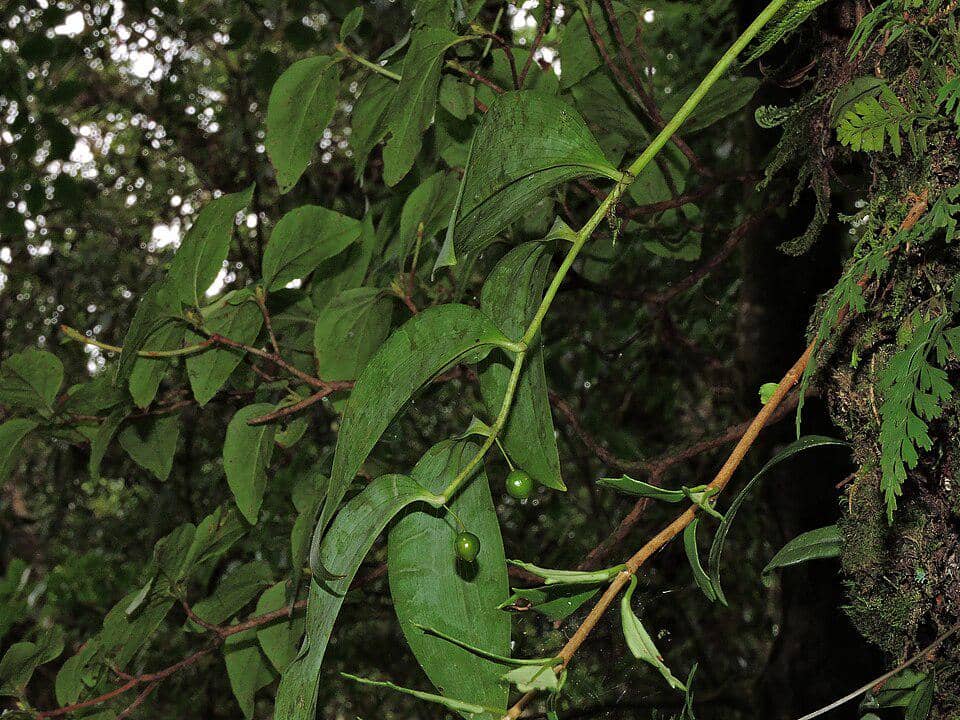 potret Heteropolygonatum alte-lobatum yang masih berkerabat dengan Heteropolygonatum farreri