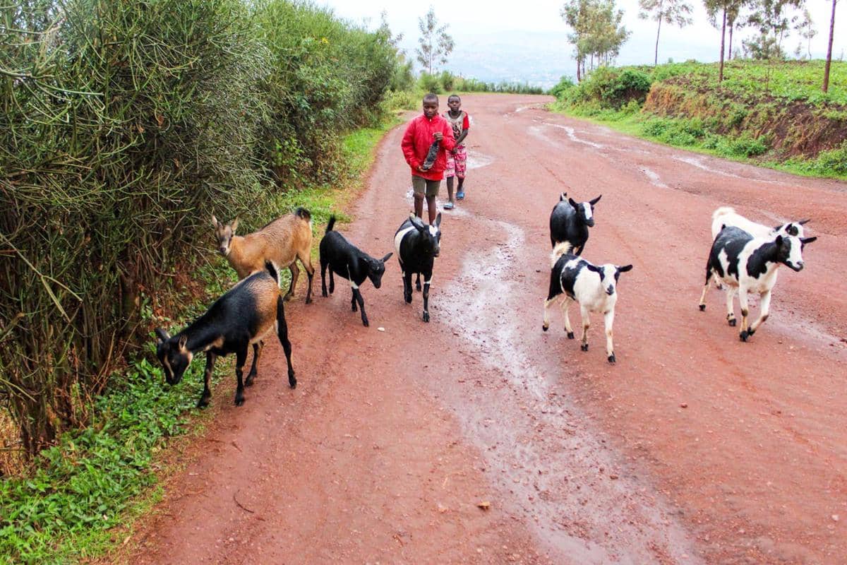 ilustrasi Kigali, Rwanda