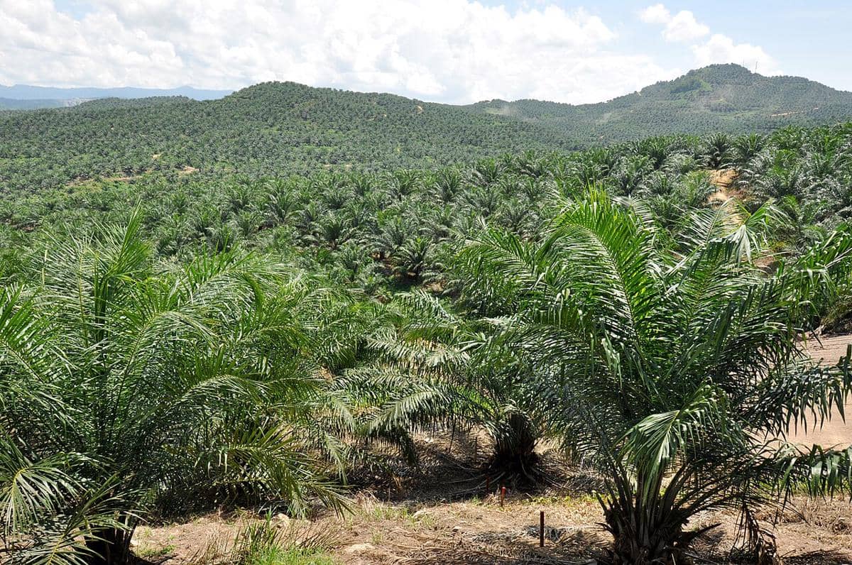 ilustrasi perkebunan sawit