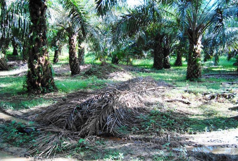 ilustrasi perkebunan sawit