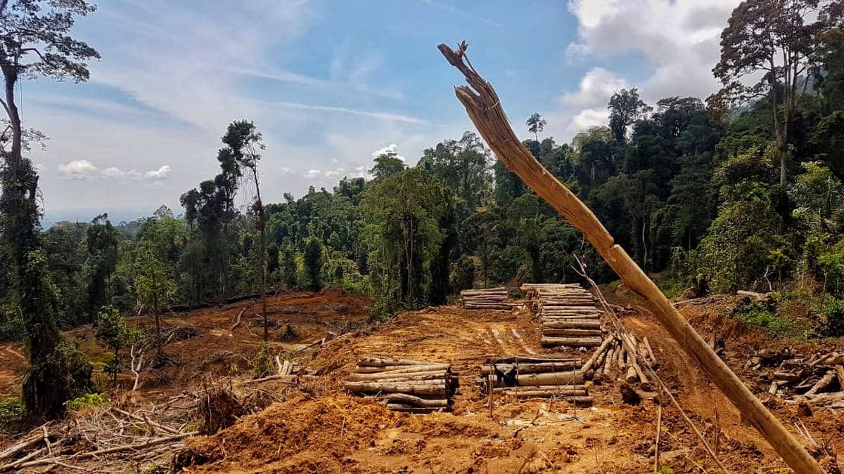 ilustrasi pembukaan lahan