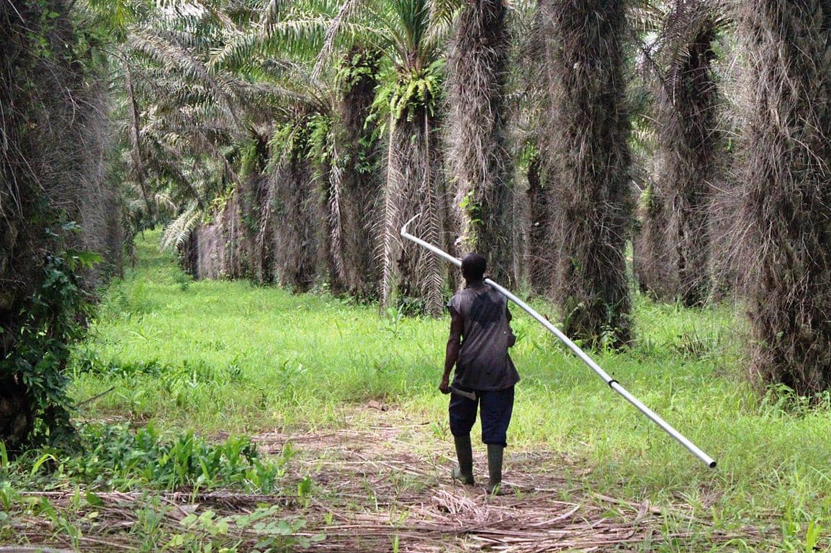 ilustrasi perkebunan sawit