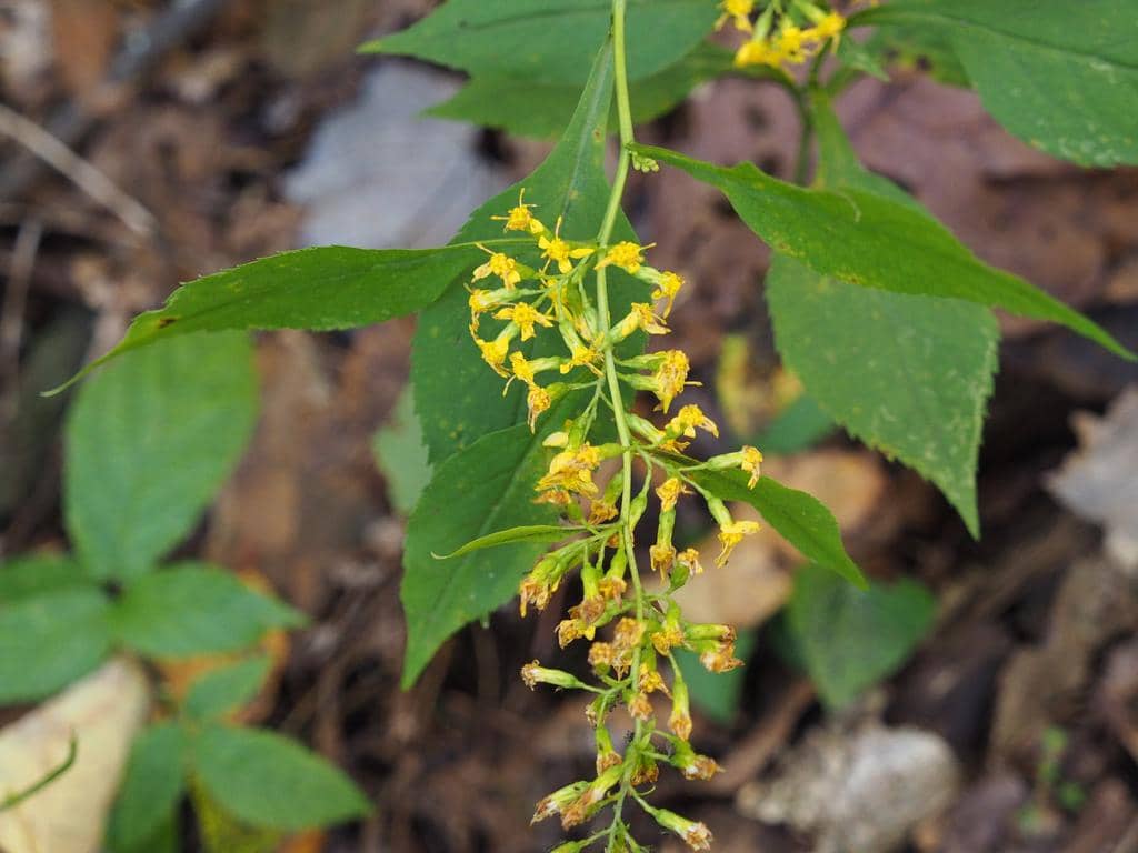 Zigzag goldenrod