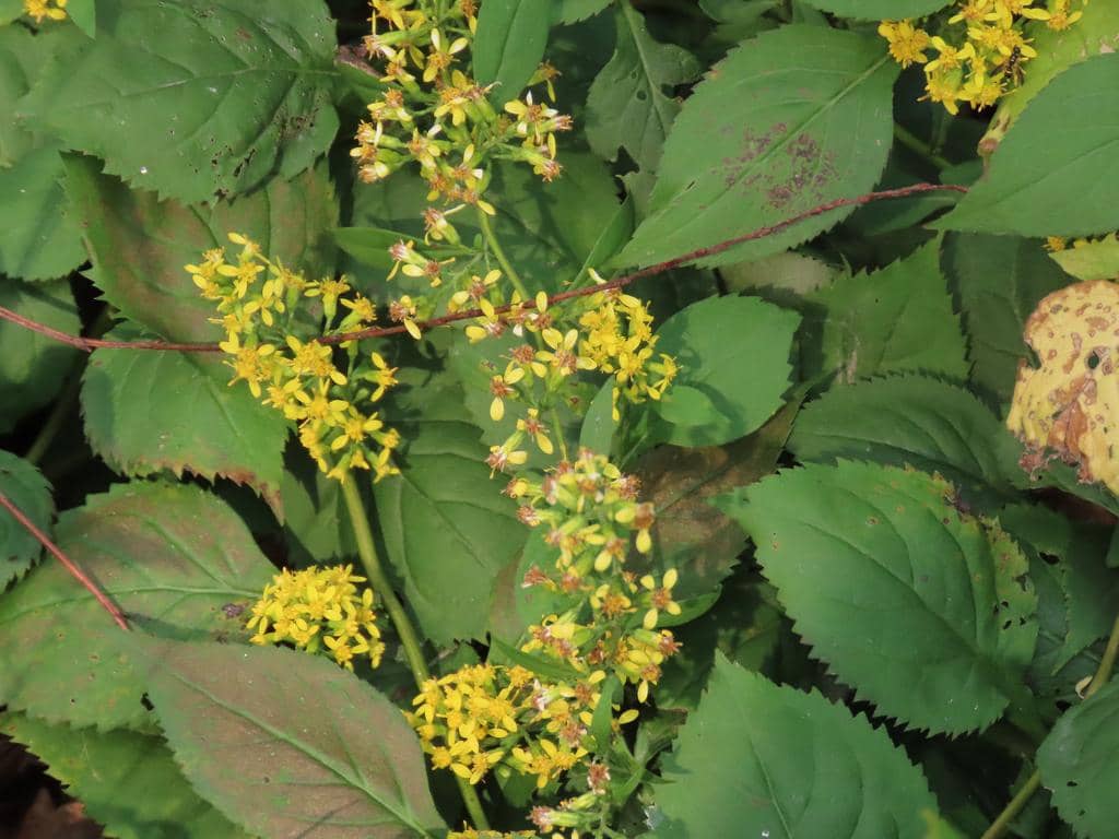 Zigzag goldenrod