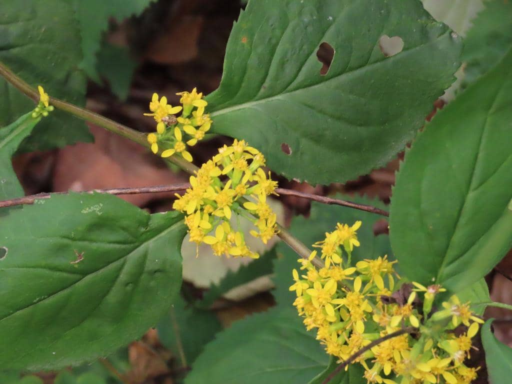 Zigzag goldenrod