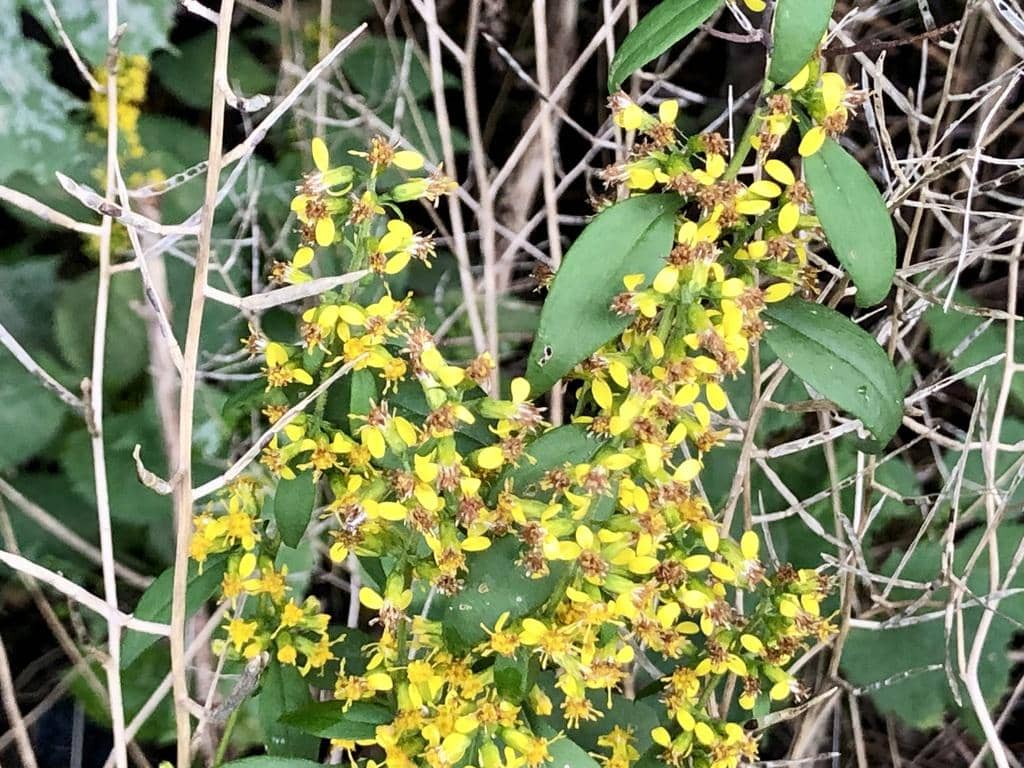 Zigzag goldenrod