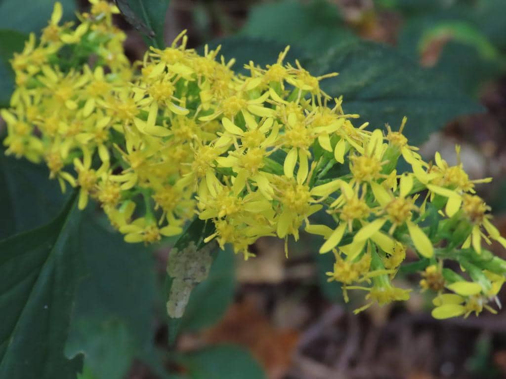 Zigzag goldenrod