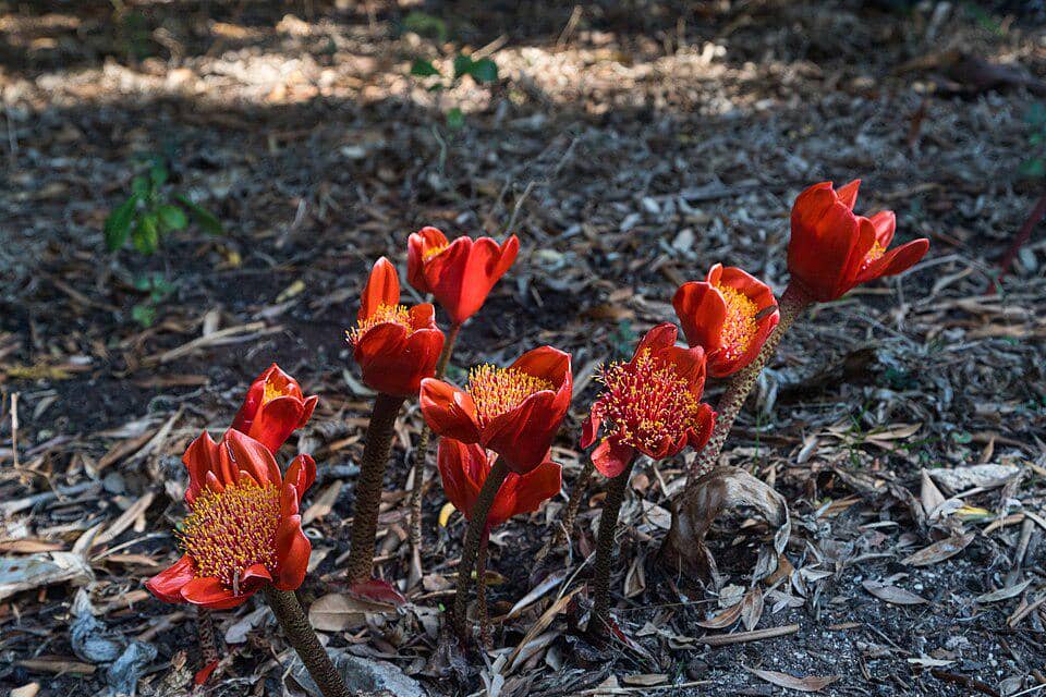 Haemanthus coccineus