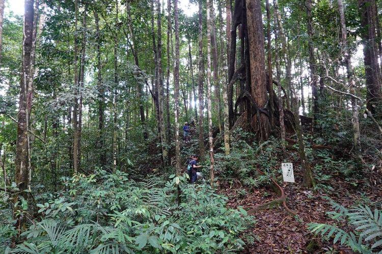 proses pencarian tanaman Begonia bukitrayaensis dan Begonia kalimantana