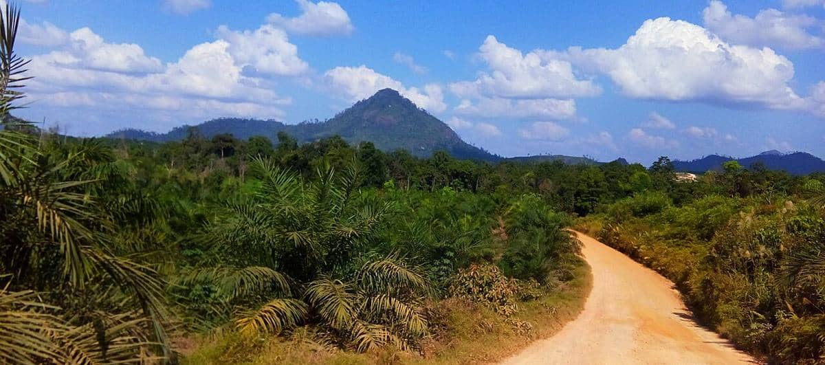 ilustrasi perkebunan sawit