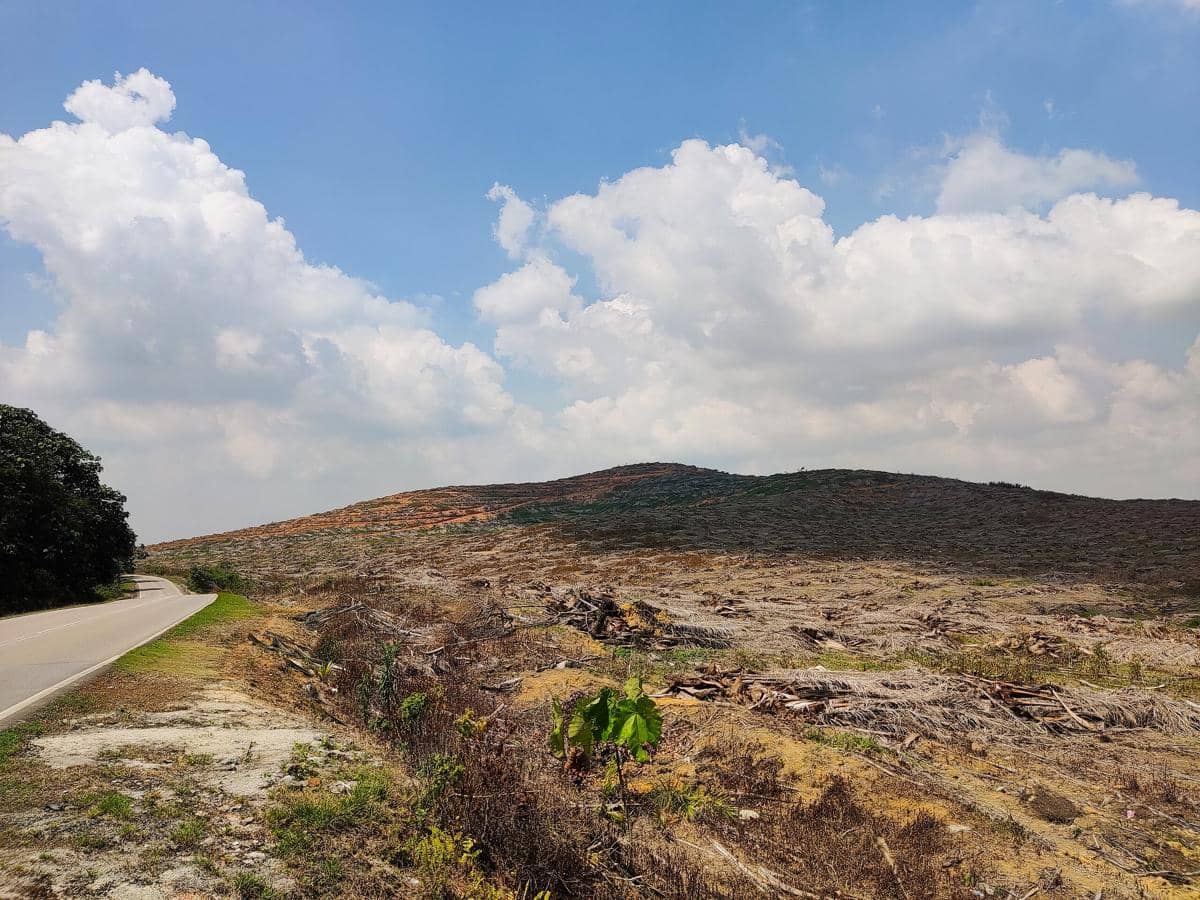 ilustrasi bekas perkebunan sawit