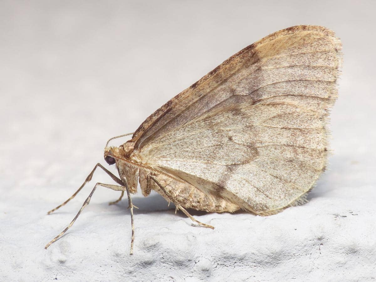 ilustrasi ngengat musim dingin yang lahir tanpa sayap