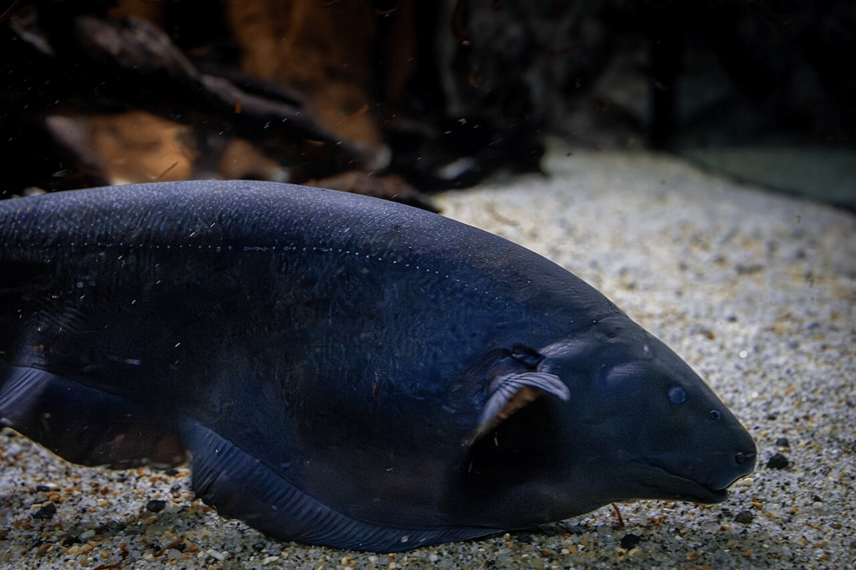 ikan pisau hantu hitam