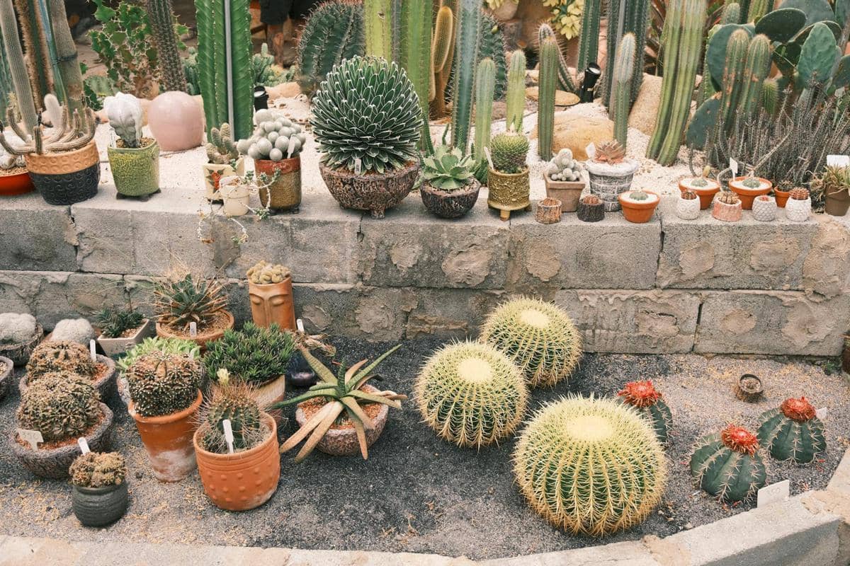 ilustrasi sukulen dan kaktus