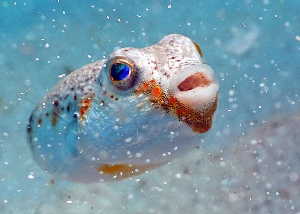 foto Polyspina piosae